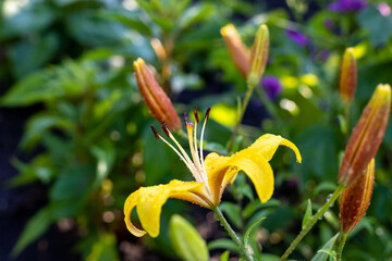 Obraz premium Yellow lily flower with water drops in sunny day garden on natural green background.