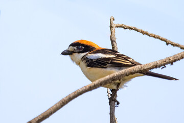 Woodchat shrike (Lanius senator) perched in a tree branch