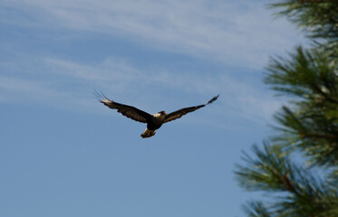 caracara flying, harrier in the arie with wings spread