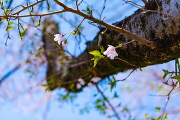 cherry tree blossom