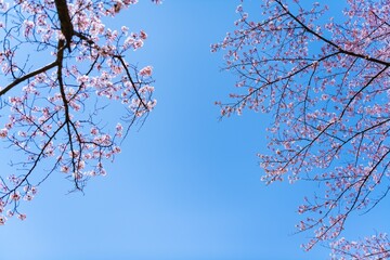 branches against sky