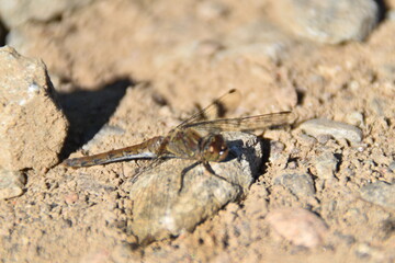 close up of a spider