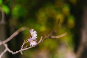 buds of magnolia