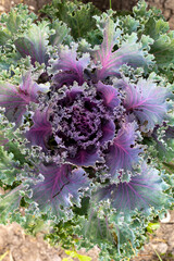 Purple and green ornamental cabbage. Decorative cabbage in the garden