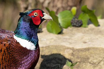 Male Pheasant (Phasianus colchicus) with colourful plumage