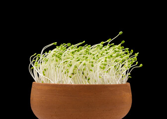 Chia seed sprouts in a clay pot 