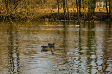 A ducks swimming a lake in a nature reserve in Udine province, Friuli-Venezia Giulia, north east Italy
