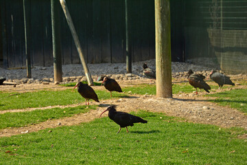 Hermit Ibis in an enclosure in a nature reserve in Udine province, Friuli-Venezia Giulia, north...