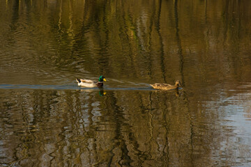 Mallard ducks swimming a lake in a nature reserve in Udine province, Friuli-Venezia Giulia, north east Italy, The one on the left is male, the right female
