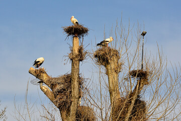 Adult White Storks, Ciconia Ciconia, nesting in a nature reserve in Udine province, Friuli-Venezia Giulia, north east Italy
