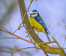 Fototapeta premium Blue Tit Bird