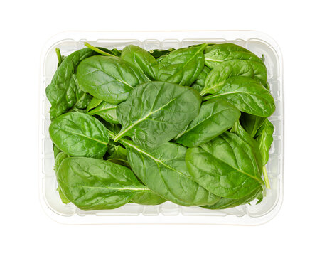 Young spinach leaves in a plastic container from above. Fresh picked and raw Spinacia oleracea, a green leaf vegetable with high oxalate content and very rich on vitamin K, can be eaten raw or cooked.