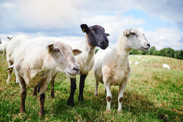 Obraz premium Hanging out with the herd. Cropped shot of sheep on a farm.