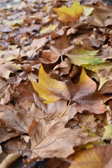 fallen autumn leaves