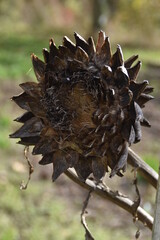 close up of a cone
