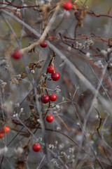red berries in snow