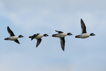 Obraz premium Goldeneye Duck Bucephala clangula family in flight