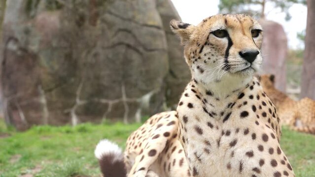 Close up portrait of cheetah in wild life nature habitat. Feline animals of Africa. Dangerous predator hunting. Concept of wildlife

