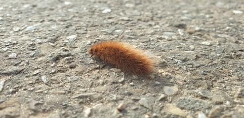 caterpillar on the ground