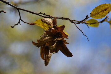 autumn leaves on the tree