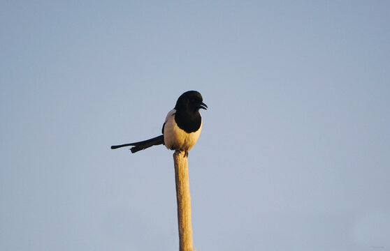 The crow is sitting on the wood