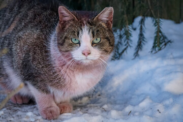 Naklejka na ściany i meble Cute brown cat with white breast sits in the snow and looks into the lens