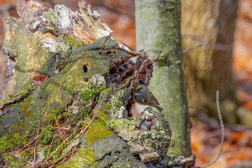 The golden-crowned kinglet (Regulus satrapa) is a very small songbird 