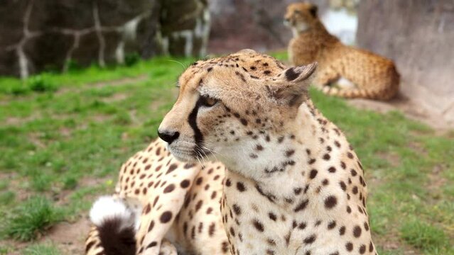 Close up portrait of cheetah in wild life nature habitat. Feline animals of Africa. Dangerous predator hunting. Concept of wildlife
