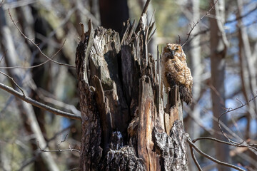 Great horned owl. The young owlets on the nest