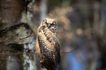 Young great horned owl (Bubo virginianus ) in Wisconsin state park.