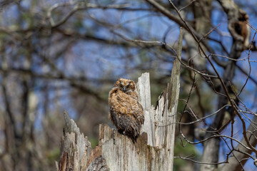 Great horned owl. The young owlets on the nest
