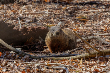 The groundhog (Marmota monax), also known as a woodchuck 