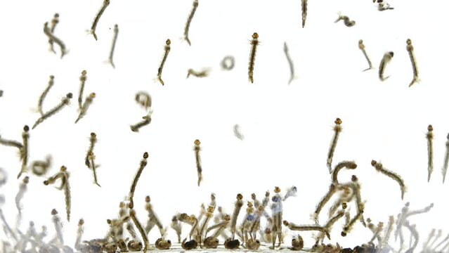 multitude of mosquitos larvaes and pupa state moving quickly in water