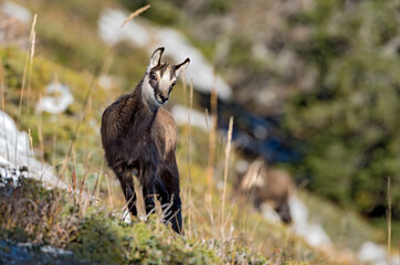 Chamois (Rupicapra rupicapra) chevreau en novembre. Alpes. France