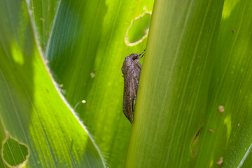 Fall armyworm Spodoptera frugiperda (Smith 1797) on the corn leaf