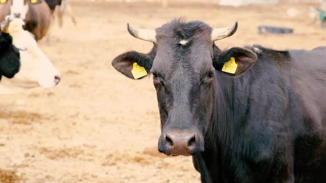 Black cow, Black cow looking to camera in farm. 4K slow motion footage of a holstein cow in a farm on a windy day. 