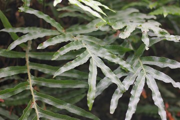 green fern growing in the meadow