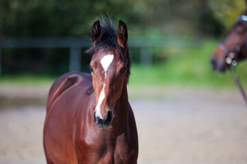 Foal brown with white pallor in head portraits with body approach from the front..