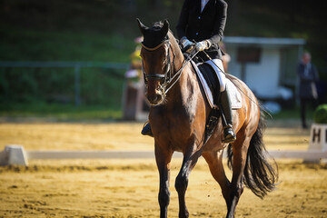 Dressage horse with rider during a gallop test in the sunrise..