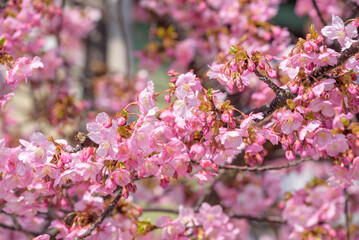 Cherry blossoms, Kawazu Zakura tree