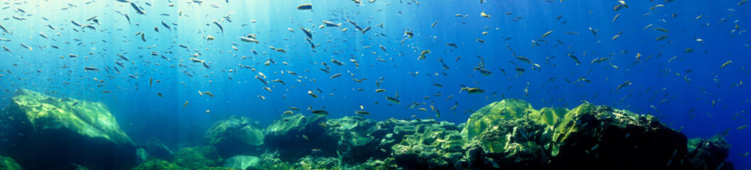 Fototapeta na wymiar Artistic underwater panorama photo of schools of fish in the sea