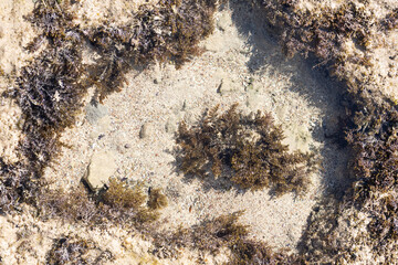 Close up photo of dead coral on the beach