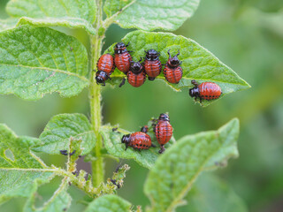 Colorado potato beetle larvae on eaten away potato leaf. Close-up. An illustration about protecting agricultural plants from bugs. Farm and gardening. Macro