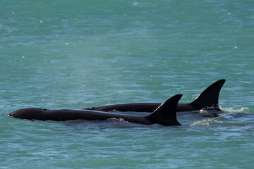 Fototapeta premium Orcas swimming on the surface, Peninsula Valdes, Patagonia Argentina