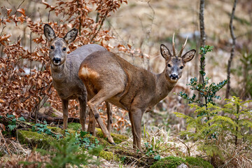Chevreuil (Capreolus capreolus) couple de chevreuils en forêt. Alpes. France