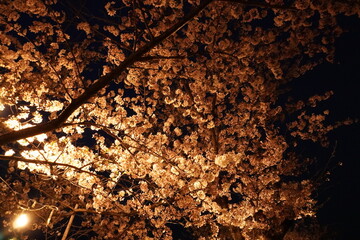 夜桜