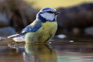 Blue Tit stands in the water of a bird's watering hole. Moravia. Czechia. 