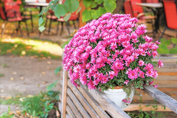 Purple chrysanthemum buds in nursery and garden shop. Chrysanthemum wallpaper and decoration.