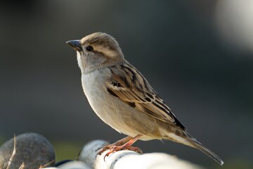 House Sparrow, female standing on a stick near the stones. Moravia. Czechia.
