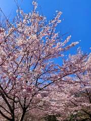 日本・石川県金沢市　満開の桜